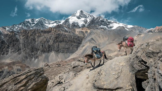 Two donkeys carry climbing gear through rough terrain with high snowy mountain peaks in the background.